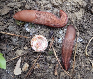 Limax dacampi da Salsomaggiore (PR) Emilia R.